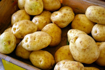 Ставропольские овощеводы в 2022 году удвоят урожай картофеля
